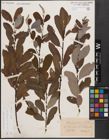 Foto von Salix cinerea L. x Salix starkeana Willd.